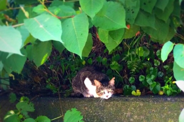 初島の猫
