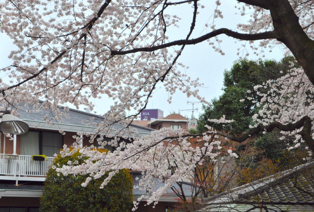 東京で桜の満開が発表され 書の花も見頃を迎えています 株式会社和える Aeru 日本の伝統を次世代につなぐ