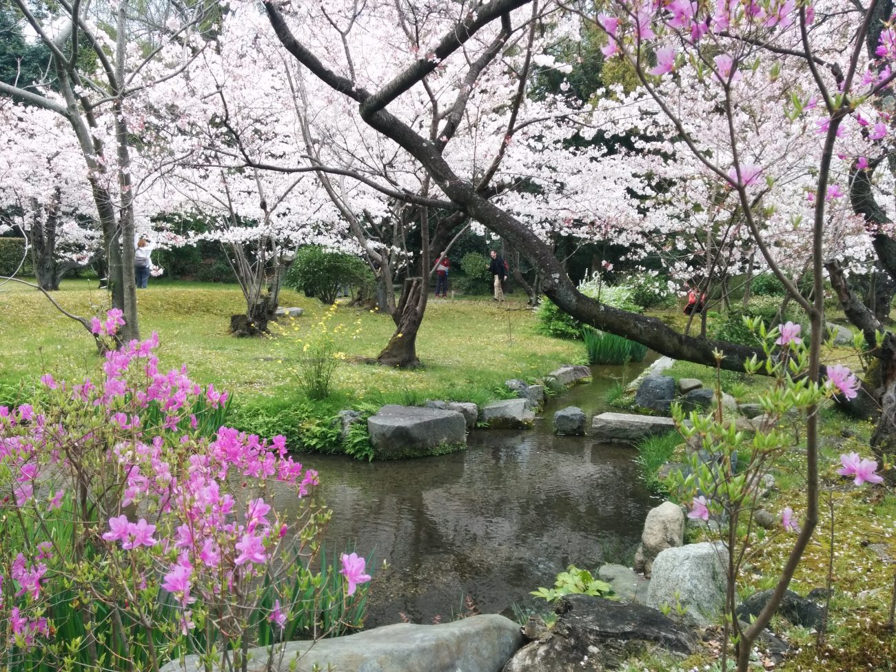 03_渉成園の桜