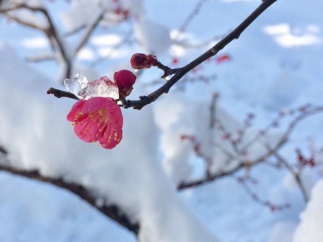 営業時間変更のお知らせ 雪