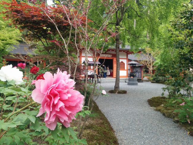 新緑の大原三千院 牡丹