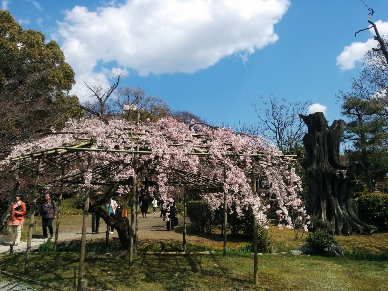渉成園　桜