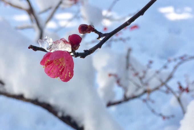 営業時間変更のお知らせ　雪