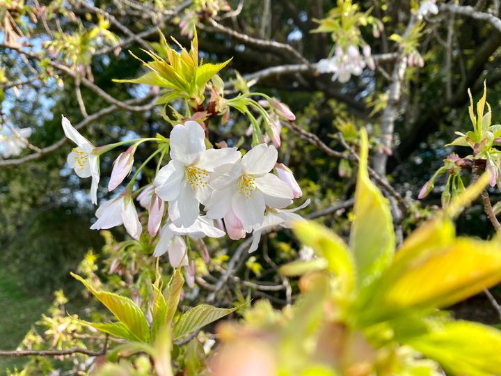 3月28日、29日東京「aeru meguro」臨時休業のお知らせ